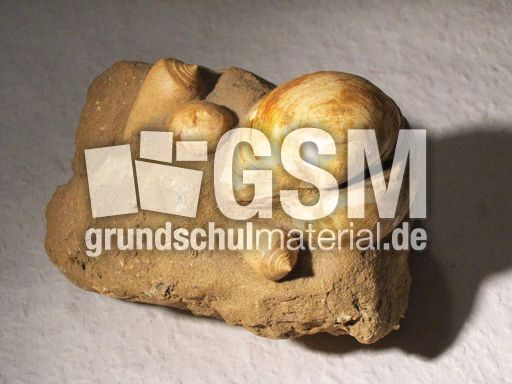 Muscheln_Stein_1.jpg